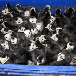 馮氏家禽養(yǎng)殖場 專業(yè)提供廣東火雞苗與福建火雞苗，專注光禽屠宰與生產(chǎn)