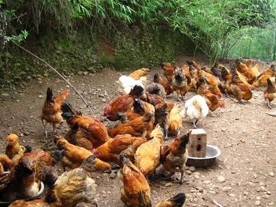 養(yǎng)雞一生不食雞 一位農(nóng)村大媽的別樣情緣