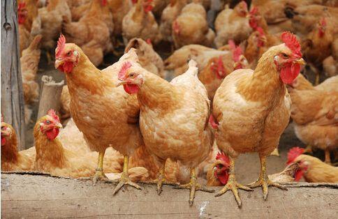 提升雞群均勻度 科學(xué)養(yǎng)殖是正道，勿信旁門左道