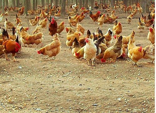 臺風(fēng)“天鴿”來襲，家禽養(yǎng)殖戶如何做好防災(zāi)減災(zāi)工作？