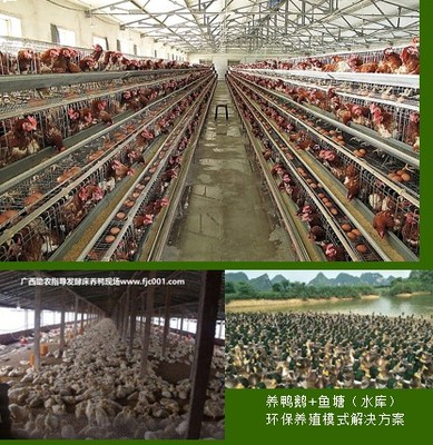 專業(yè)助農(nóng)家禽養(yǎng)殖服務(wù) 賦能農(nóng)戶，提升養(yǎng)殖效益